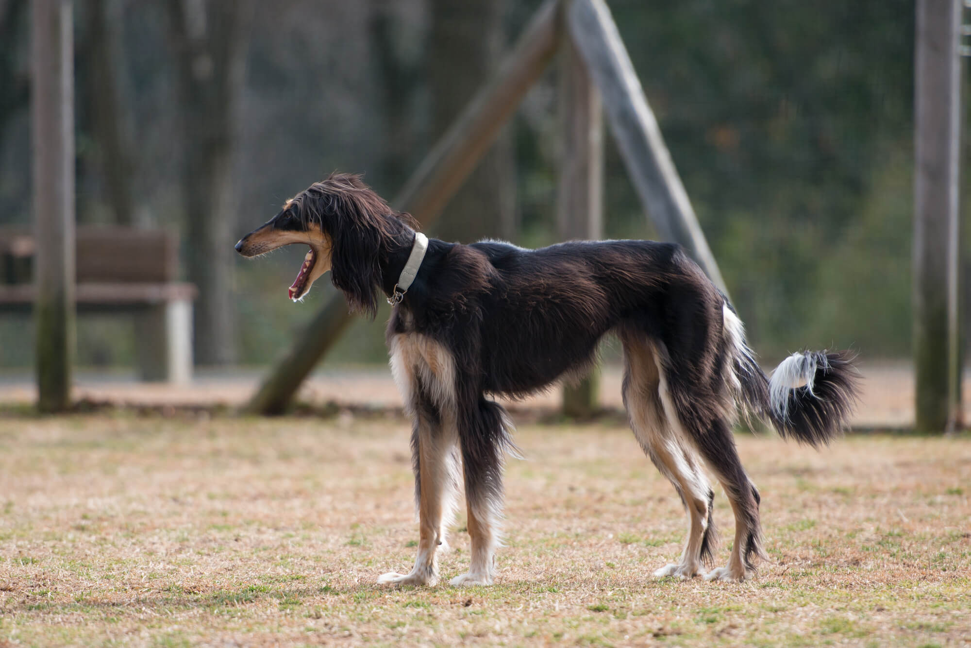 サルーキーとボルゾイの違い